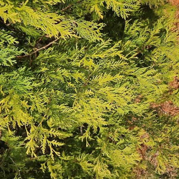 Northern whitecedar (Thuja occidentalis)