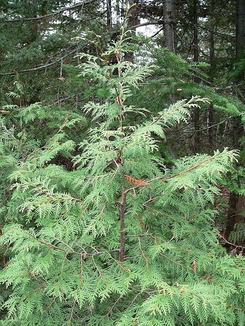 Northern whitecedar: Understory Northern Whitecedar Thuja occidentalis in Quebec, Canada