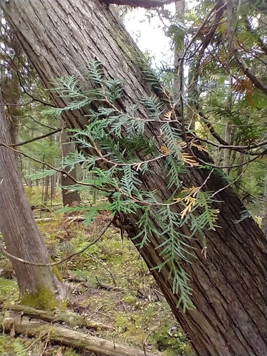 Northern whitecedar (Thuja occidentalis)