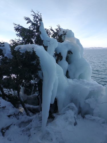 Northern whitecedar (Thuja occidentalis)