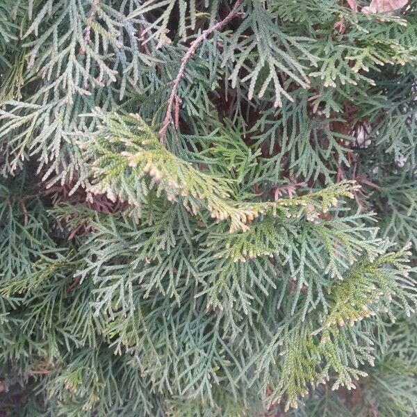 Northern whitecedar (Thuja occidentalis)