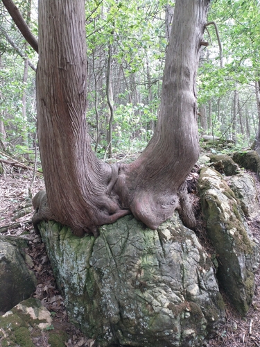 Northern whitecedar (Thuja occidentalis)