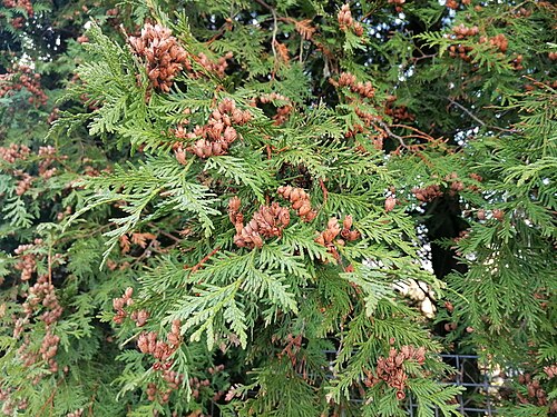 Northern whitecedar: Female cones of the northern white-cedar (Thuja occidentalis L.). Piotrowicka Street, Katowice, Poland.