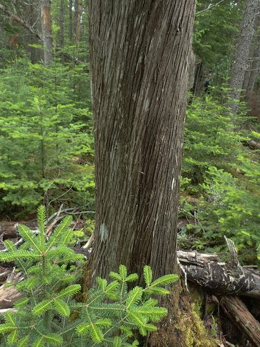 Northern whitecedar (Thuja occidentalis)