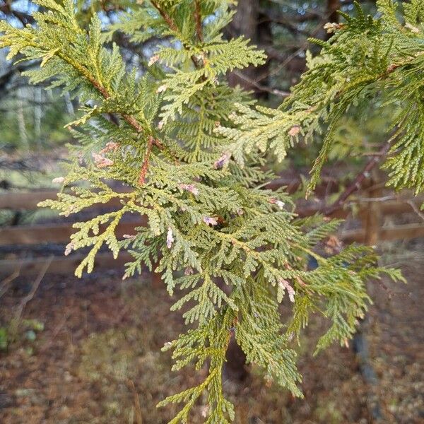 Northern whitecedar (Thuja occidentalis)