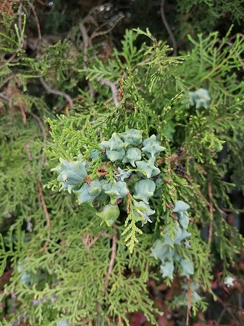 Northern whitecedar: Female cones of the northern white-cedar (Thuja occidentalis L.). Franciszkańska Street, Katowice, Poland.