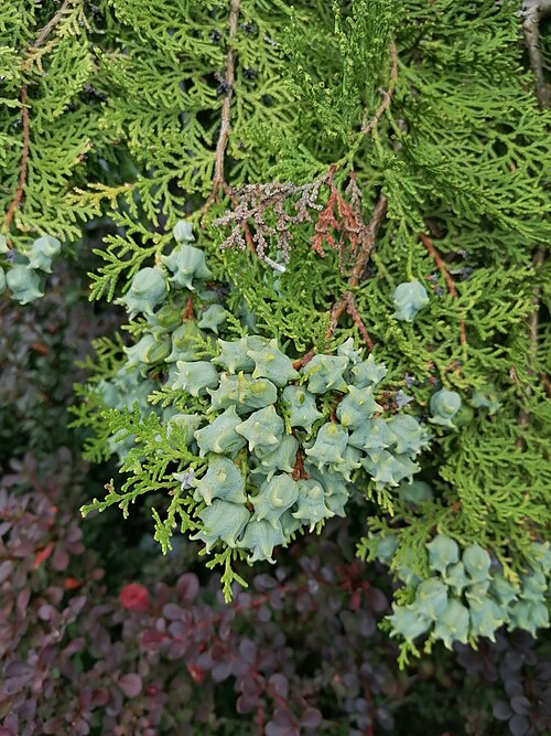 Northern whitecedar: Female cones of the northern white-cedar (Thuja occidentalis L.). Franciszkańska Street, Katowice, Poland.