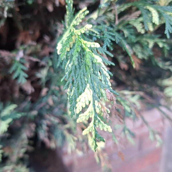 Western redcedar (Thuja plicata)