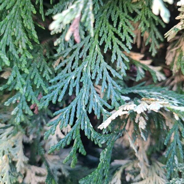Western redcedar (Thuja plicata)