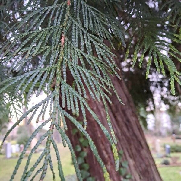 Western redcedar (Thuja plicata)