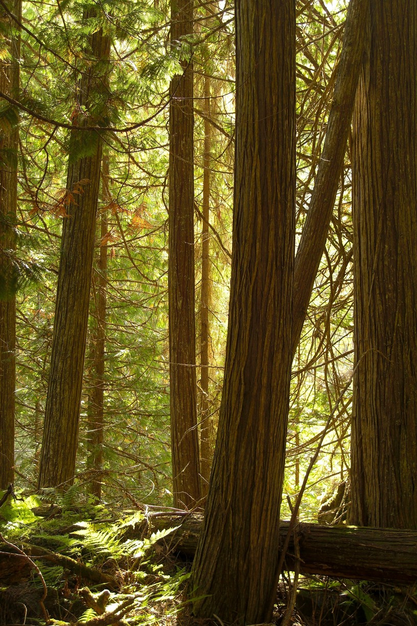 Western redcedar: Wells Gray Park, BC. The rainforest has thrived deep in the shelter of the canyon down-river from Helmcken Falls. It has probably survived fires down here for h