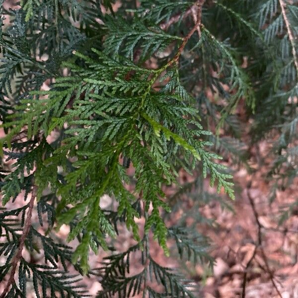 Western redcedar (Thuja plicata)