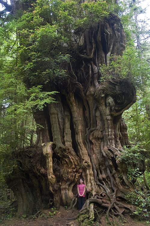 Western redcedar: This mind-blowing tree is located in Washington’s Olympic National Forest about five miles north of Kaloloch lodge just off highway 101. Don’t let the understat