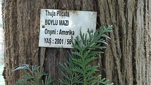 Western redcedar: Boylu mazı (Thuja plicata) -2024 yalova