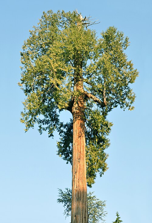 Western redcedar: Thuja plicata , Vancouver, BC, Canada.