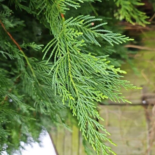 Western redcedar (Thuja plicata)