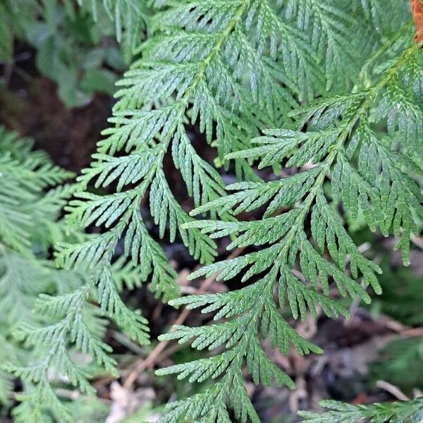 Western redcedar (Thuja plicata)