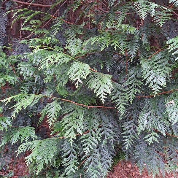 Western redcedar (Thuja plicata)