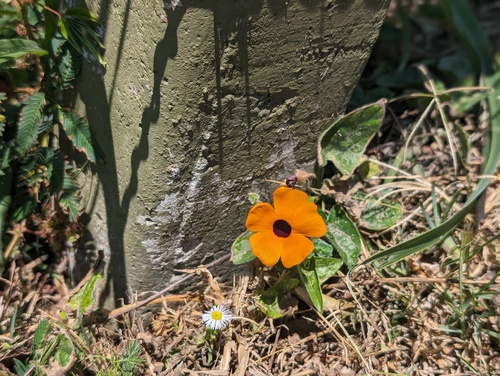 Blackeyed Susan vine (Thunbergia alata)