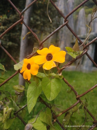 Blackeyed Susan vine (Thunbergia alata)