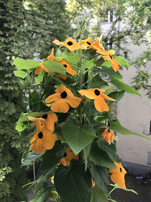 Blackeyed Susan vine: My wonderful Thunbergia alata from the Summer of 2017. Grown from seeds.