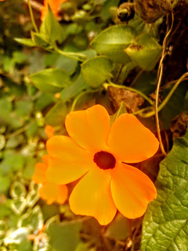 Blackeyed Susan vine (Thunbergia alata)