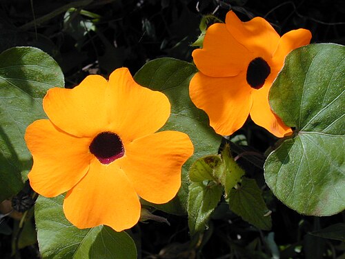 Blackeyed Susan vine: Thunbergia alata (flowers). Location: Maui, Kula
