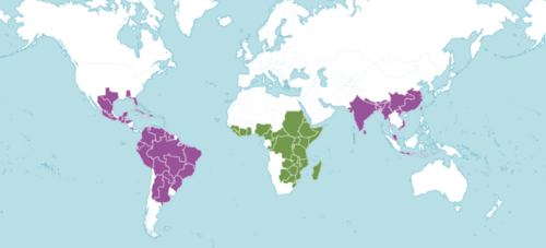 Blackeyed Susan vine: Distribution map of Thunbergia alata Bojer ex Sims