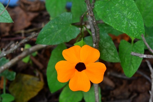 Blackeyed Susan vine (Thunbergia alata)