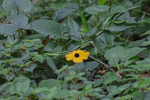 Blackeyed Susan vine: Black-eyed Susan vine in Monte Choca State Forest.