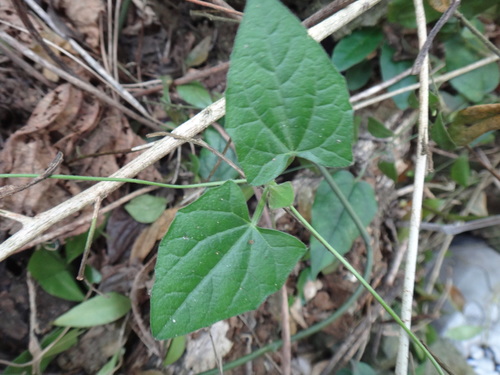 Blackeyed Susan vine (Thunbergia alata)