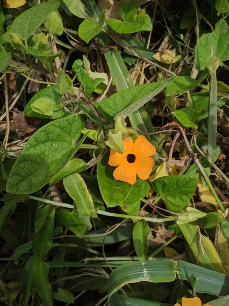 Blackeyed Susan vine (Thunbergia alata)
