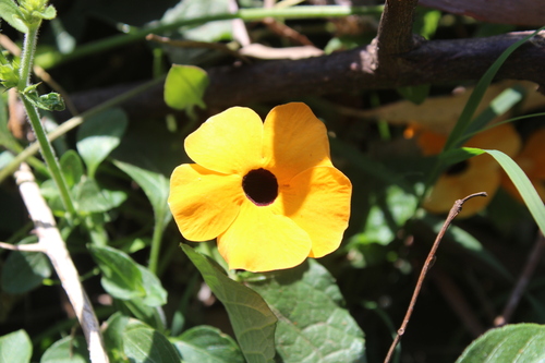 Blackeyed Susan vine (Thunbergia alata)