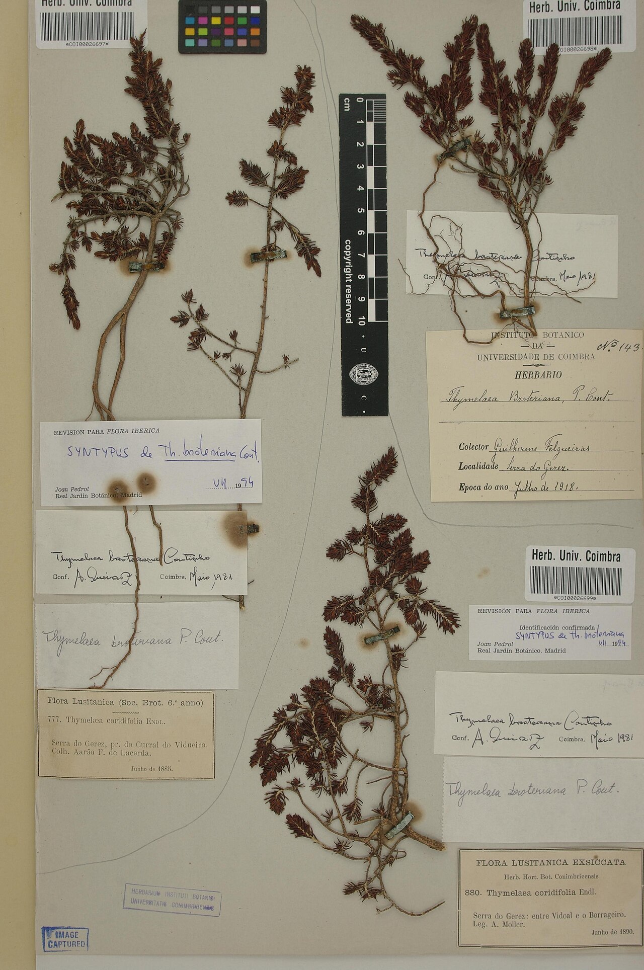 Thymelaea broteriana: Photograph of Syntype of Thymelaea broteriana at Herbarium of the University of Coimbra, Portugal (COI). Specimen COI00026699. http://coicatalogue.uc.pt/specime