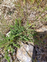 Thymelaea broteriana (Thymelaea broteriana)