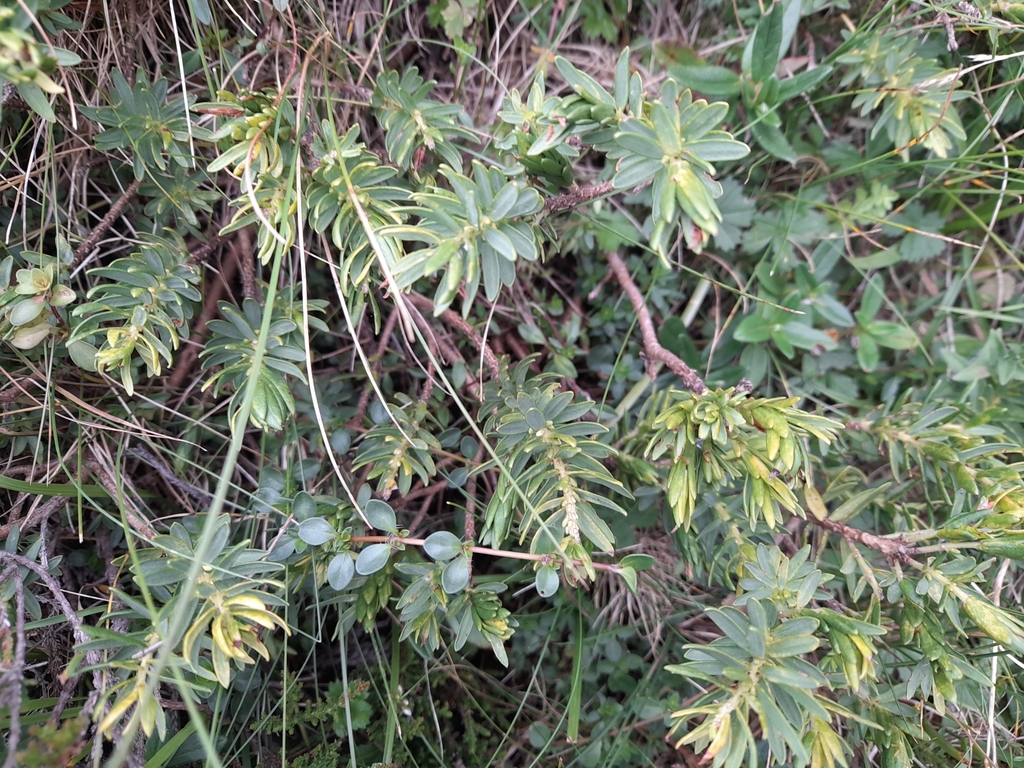 Thymelaea calycina (Thymelaea calycina)