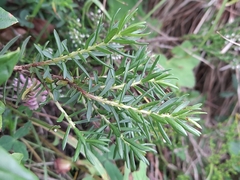Thymelaea calycina (Thymelaea calycina)