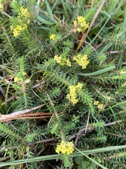 Thymelaea coridifolia (Thymelaea coridifolia)