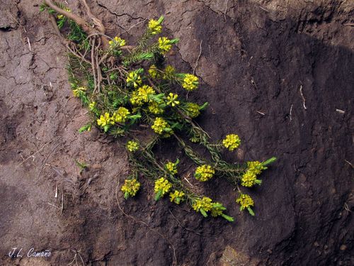 Thymelaea coridifolia (Thymelaea coridifolia)