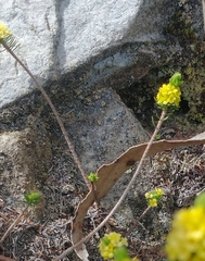 Thymelaea coridifolia (Thymelaea coridifolia)