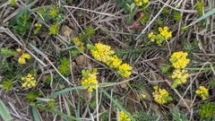 Thymelaea coridifolia (Thymelaea coridifolia)