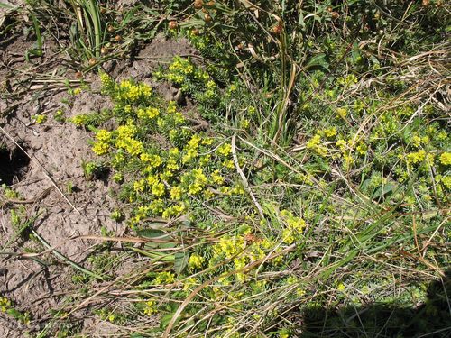 Thymelaea coridifolia (Thymelaea coridifolia)