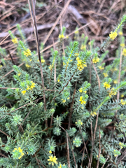 Thymelaea coridifolia (Thymelaea coridifolia)