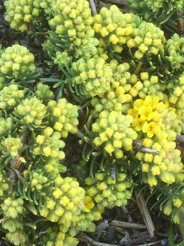 Thymelaea coridifolia (Thymelaea coridifolia)