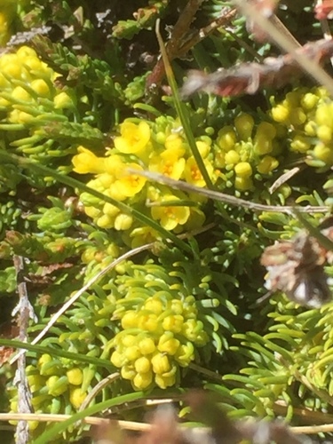 Thymelaea coridifolia (Thymelaea coridifolia)