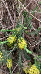 Thymelaea coridifolia (Thymelaea coridifolia)