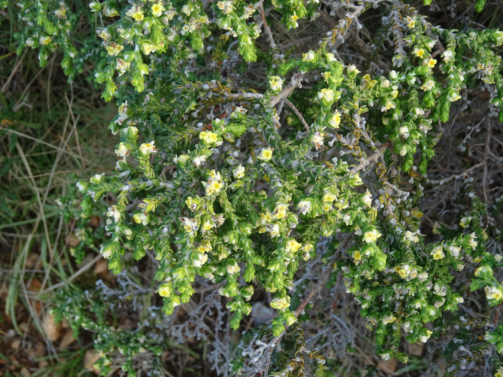 Thymelaea hirsuta (Thymelaea hirsuta)