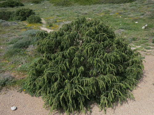 Thymelaea hirsuta (Thymelaea hirsuta)