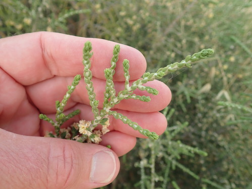 Thymelaea hirsuta (Thymelaea hirsuta)