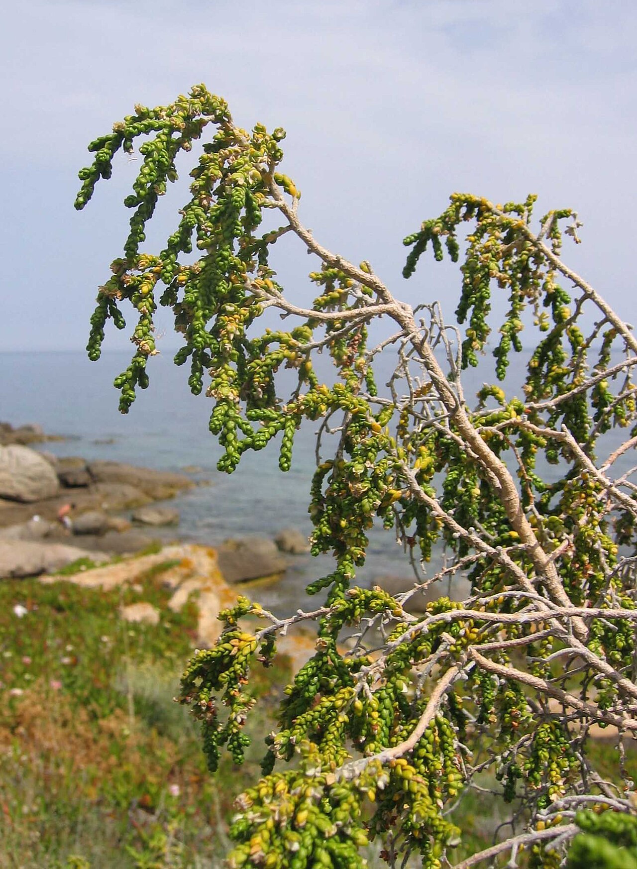 Thymelaea hirsuta: Thymelaea hirsuta Calvi, Corse, France